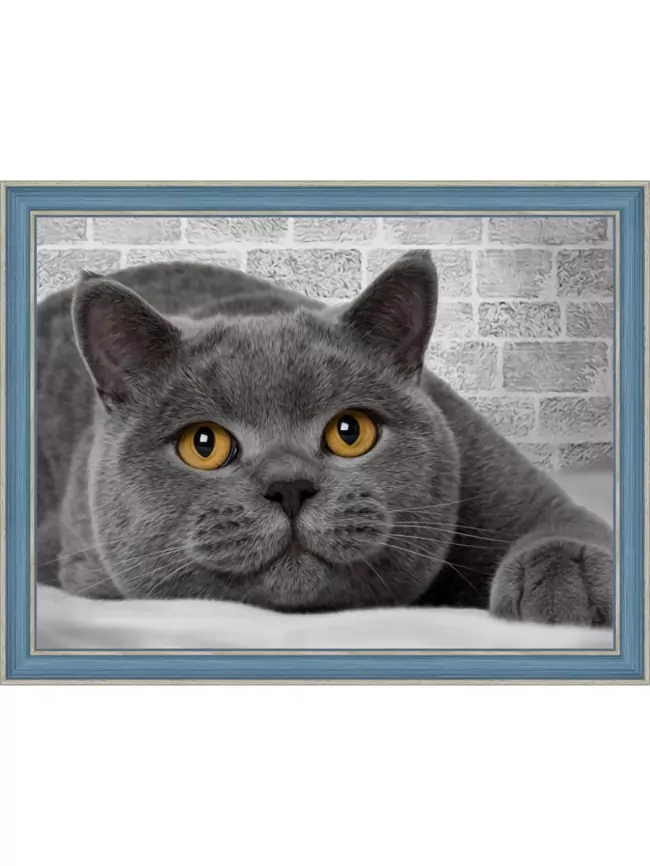 Британский кот, алмазная живопись фото 1