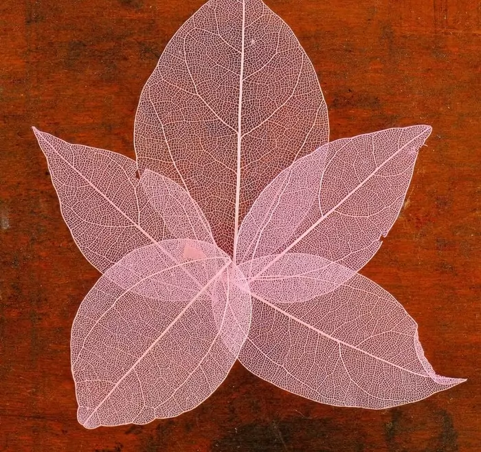 Сухие листья, (набор 5 шт), размер 1 шт 8*5, цвет розовый фото 1